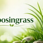 Lyposingrass