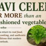 Pravi Celer