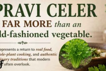 Pravi Celer